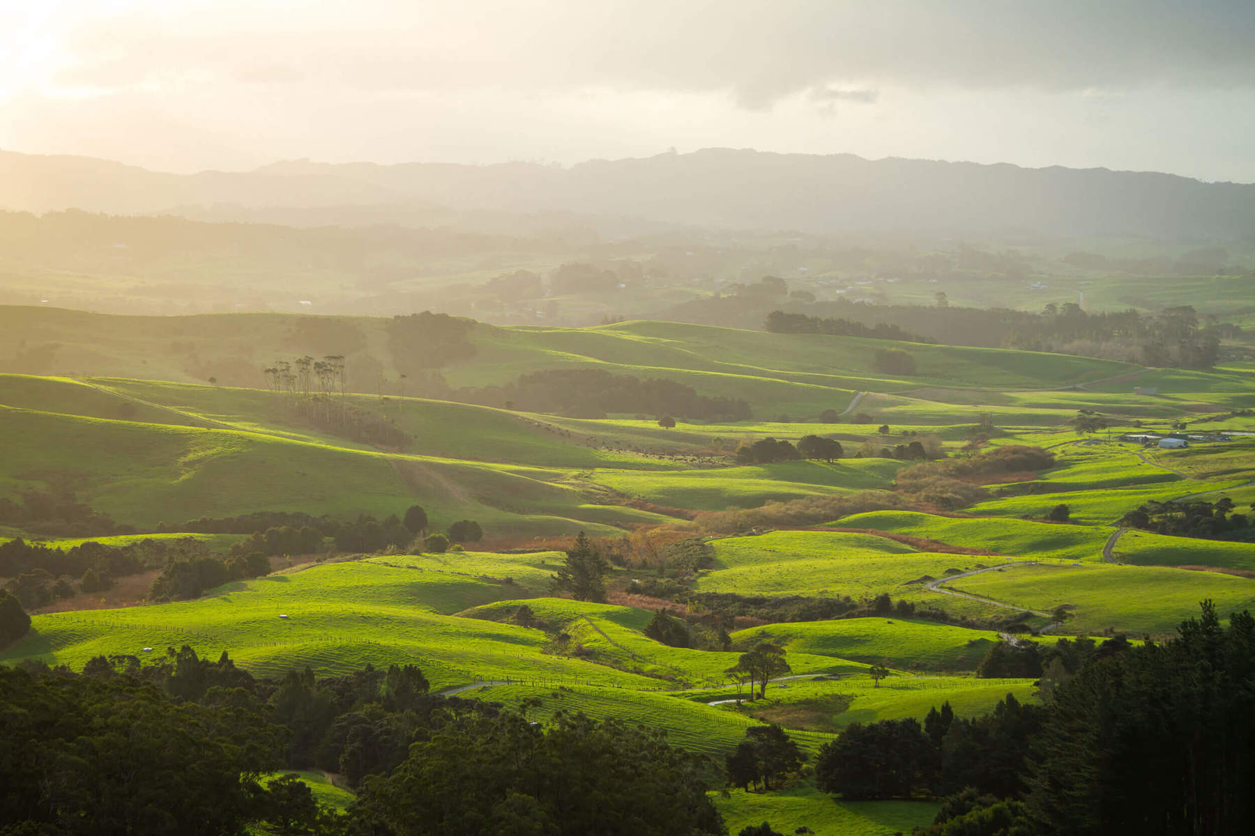 Expansive green fields