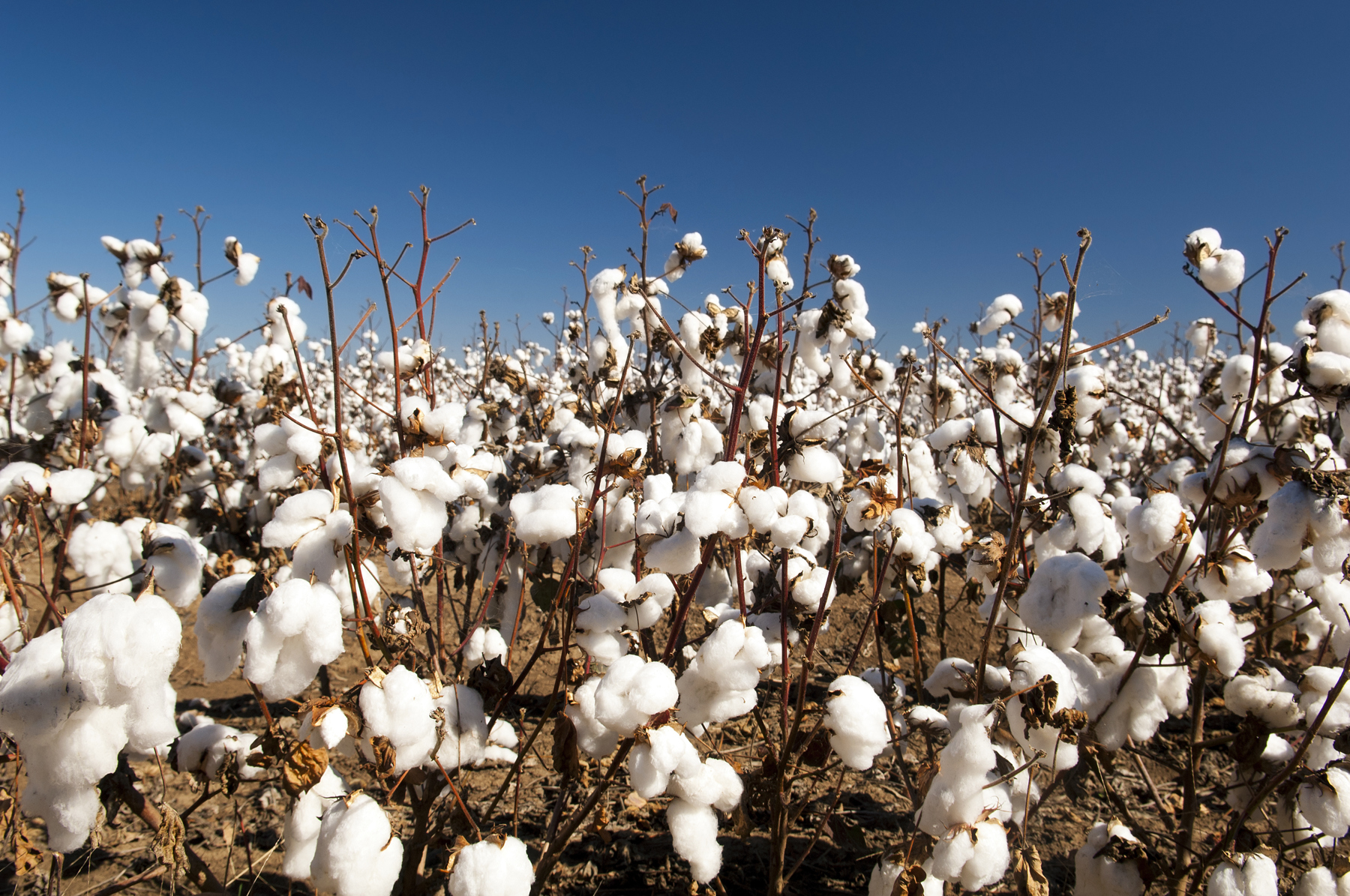 Cotton field